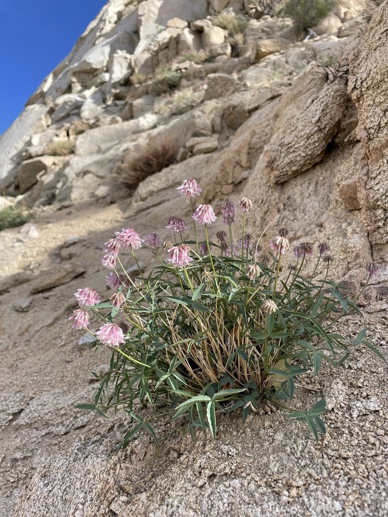 Dedecker's Clover photo 4
