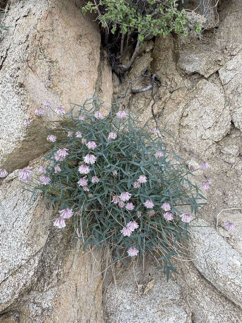 Dedecker's Clover photo 5
