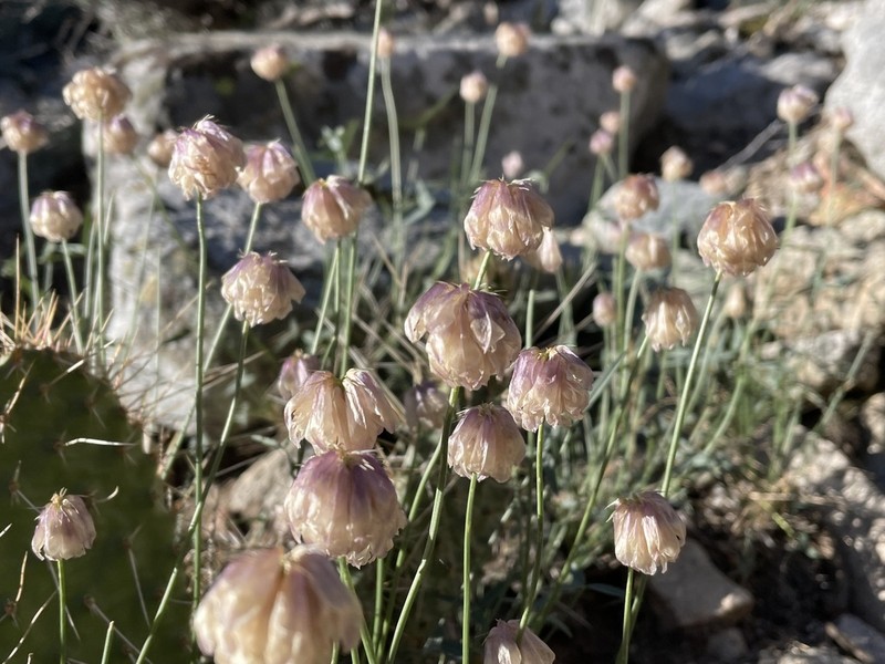 Dedecker's Clover photo 6