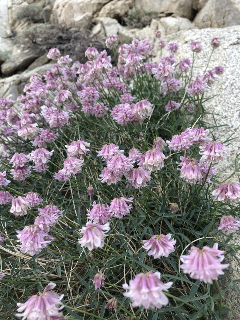 Dedecker's Clover photo 7