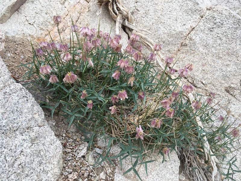 Dedecker's Clover photo 8