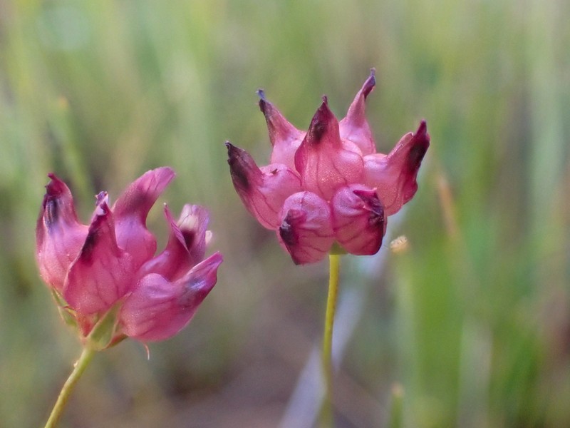Cowbag Clover photo 2