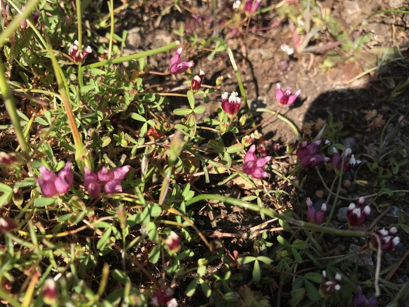 Cowbag Clover photo 3