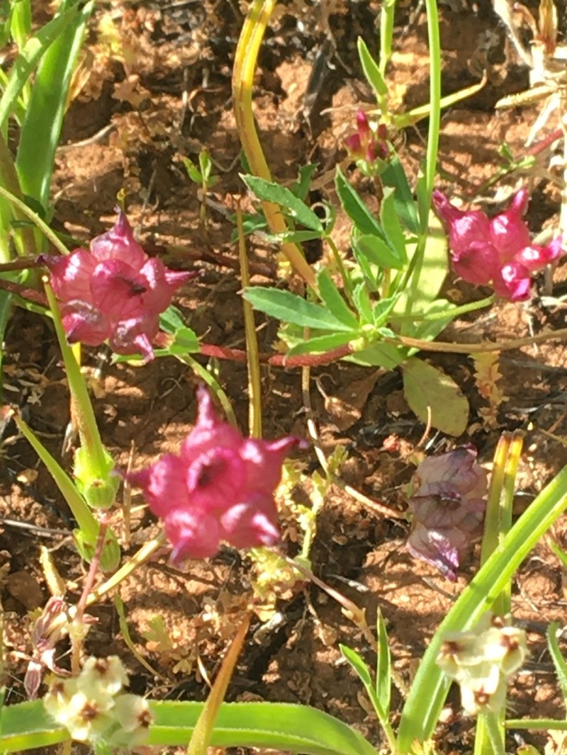 Cowbag Clover photo 4