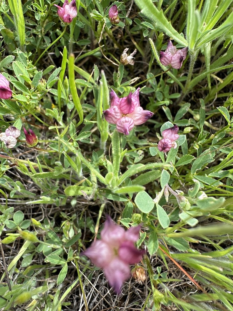 Cowbag Clover photo 6
