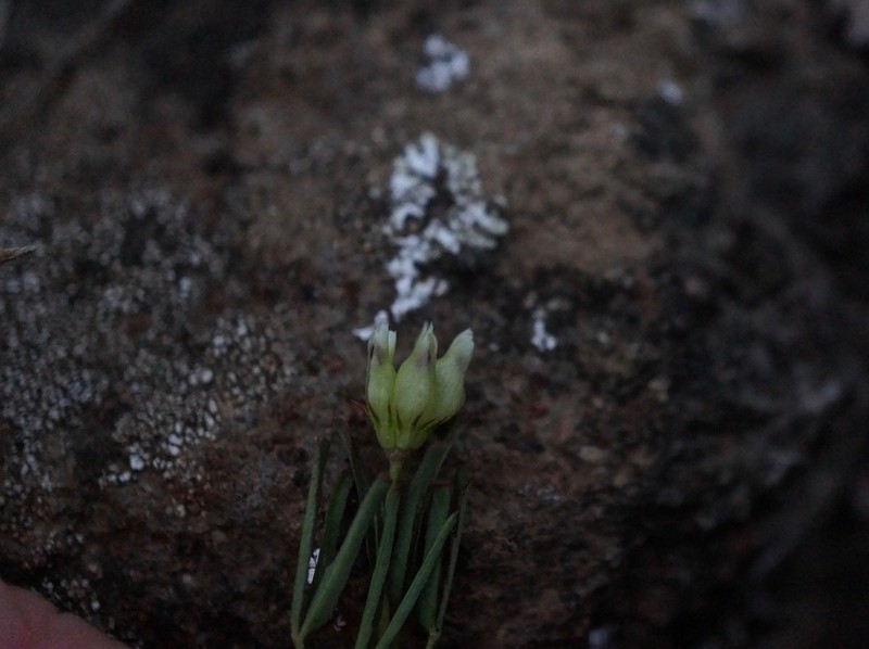 Cowbag Clover photo 7