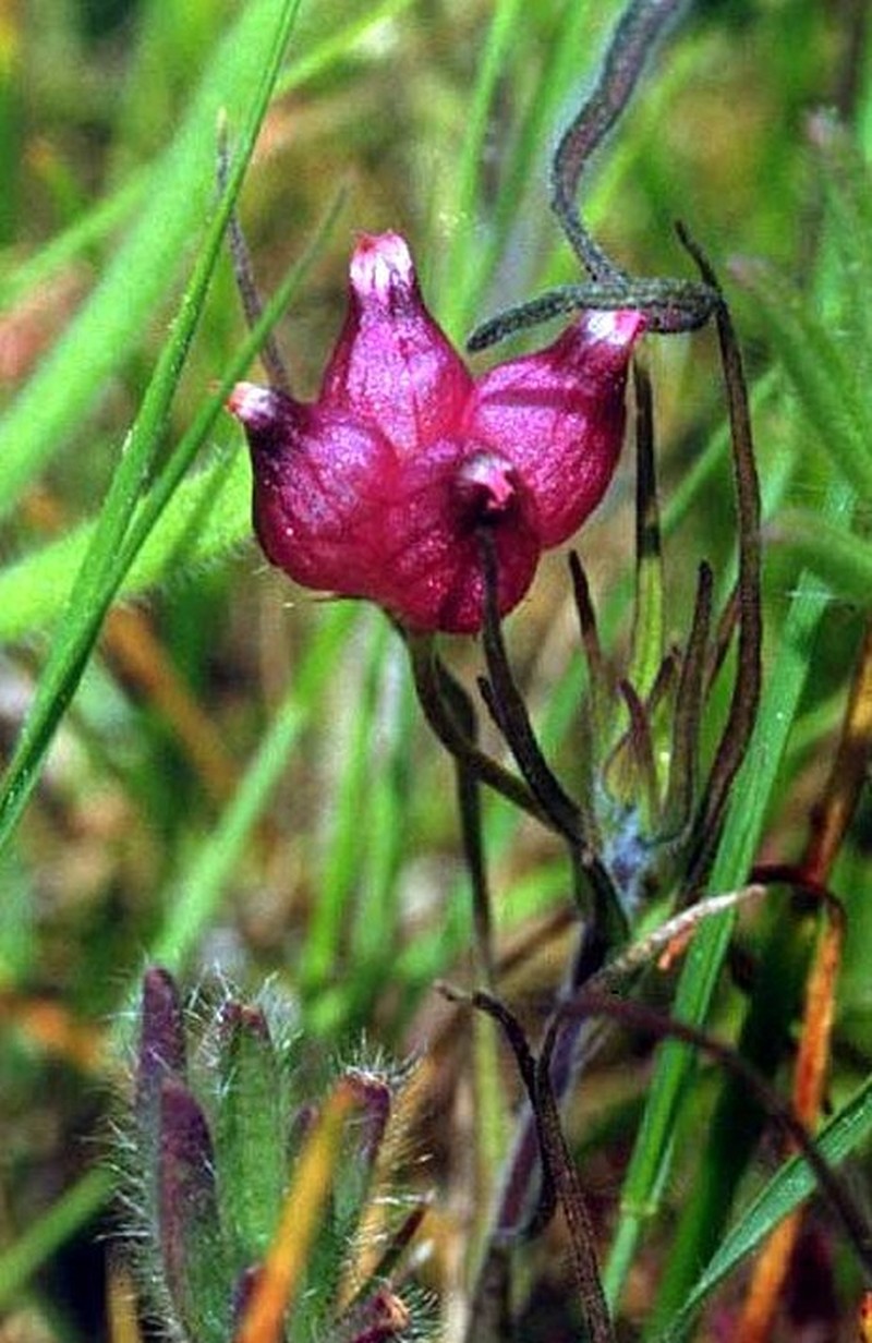Cowbag Clover