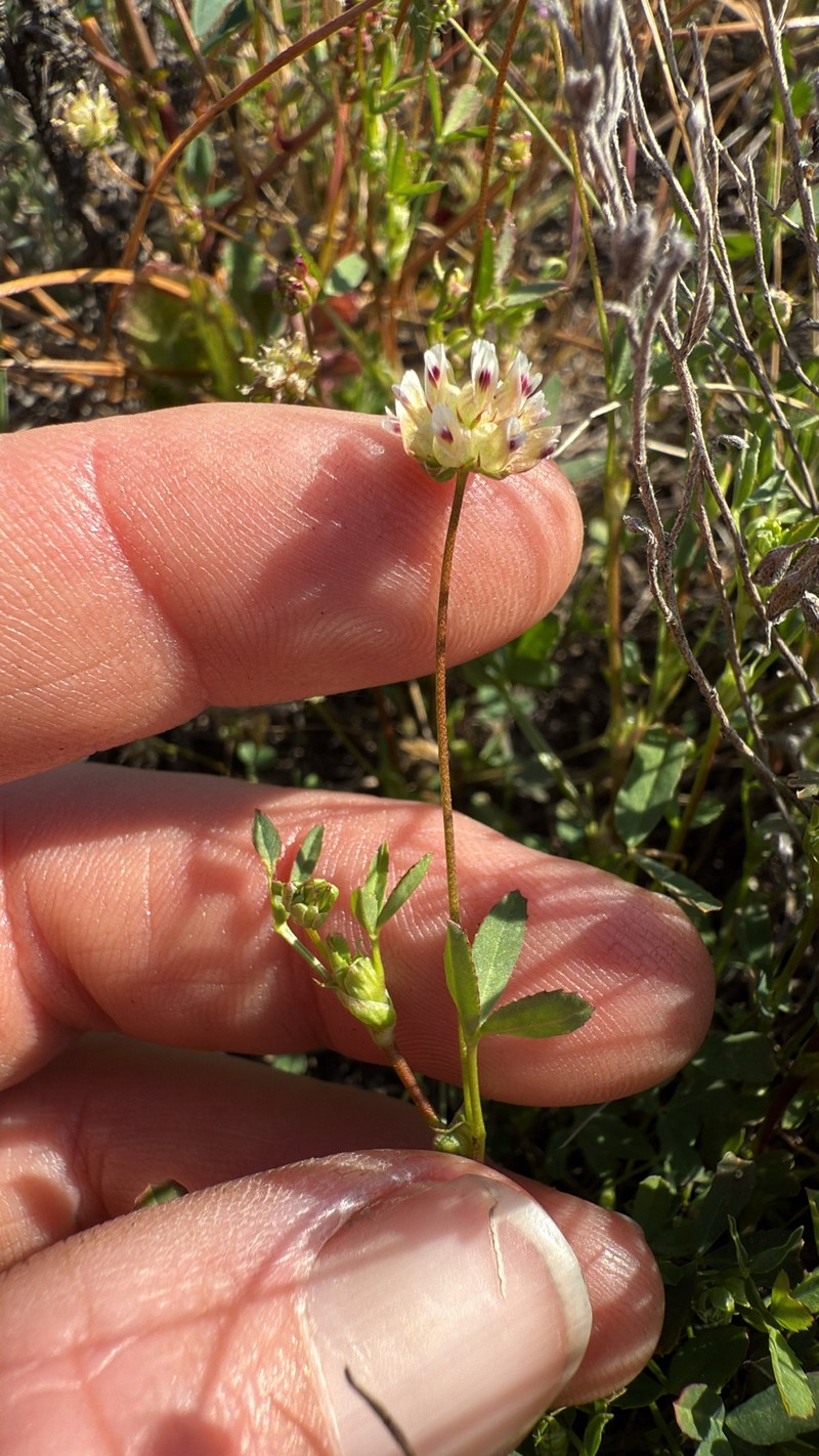 Trifolium depauperatum var. amplectens
