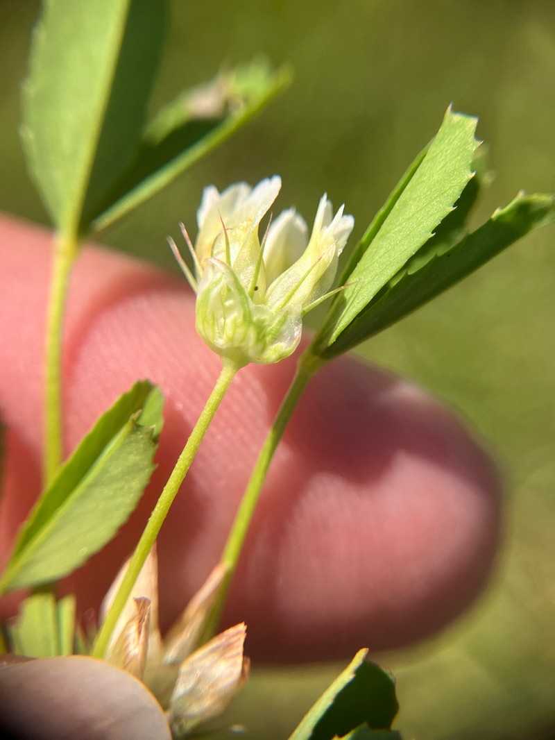 Trifolium depauperatum var. amplectens photo 2