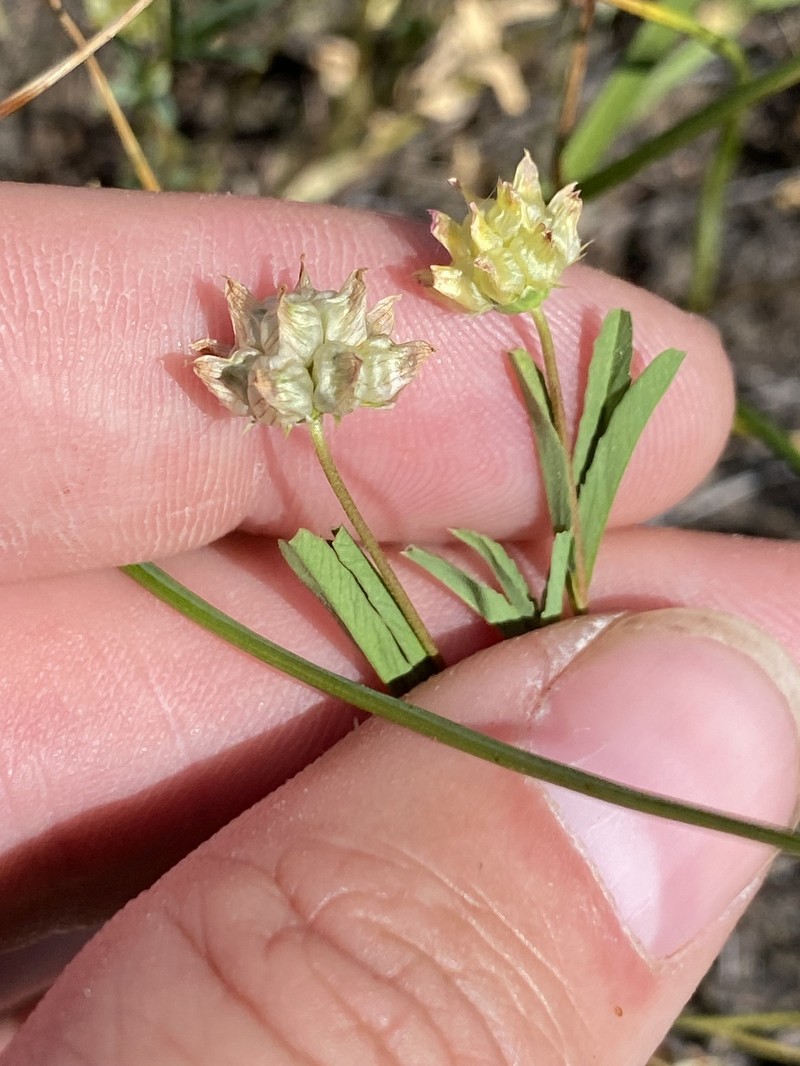 Trifolium depauperatum var. amplectens photo 3