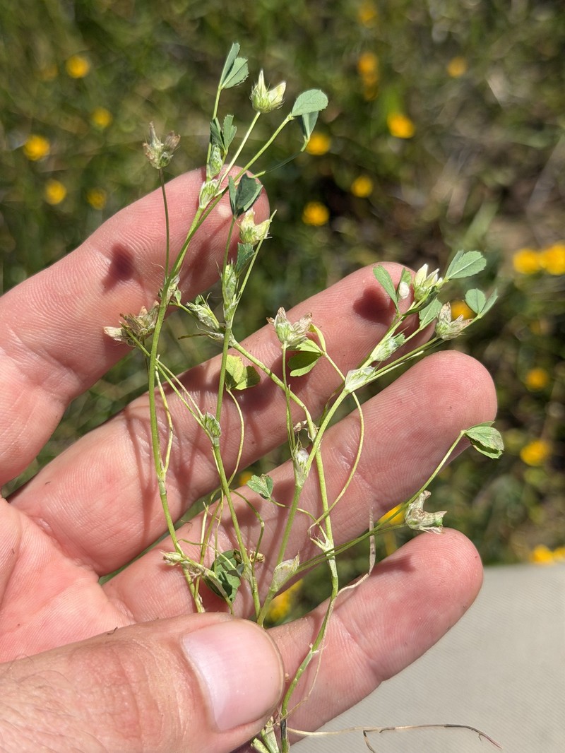 Trifolium depauperatum var. amplectens photo 4