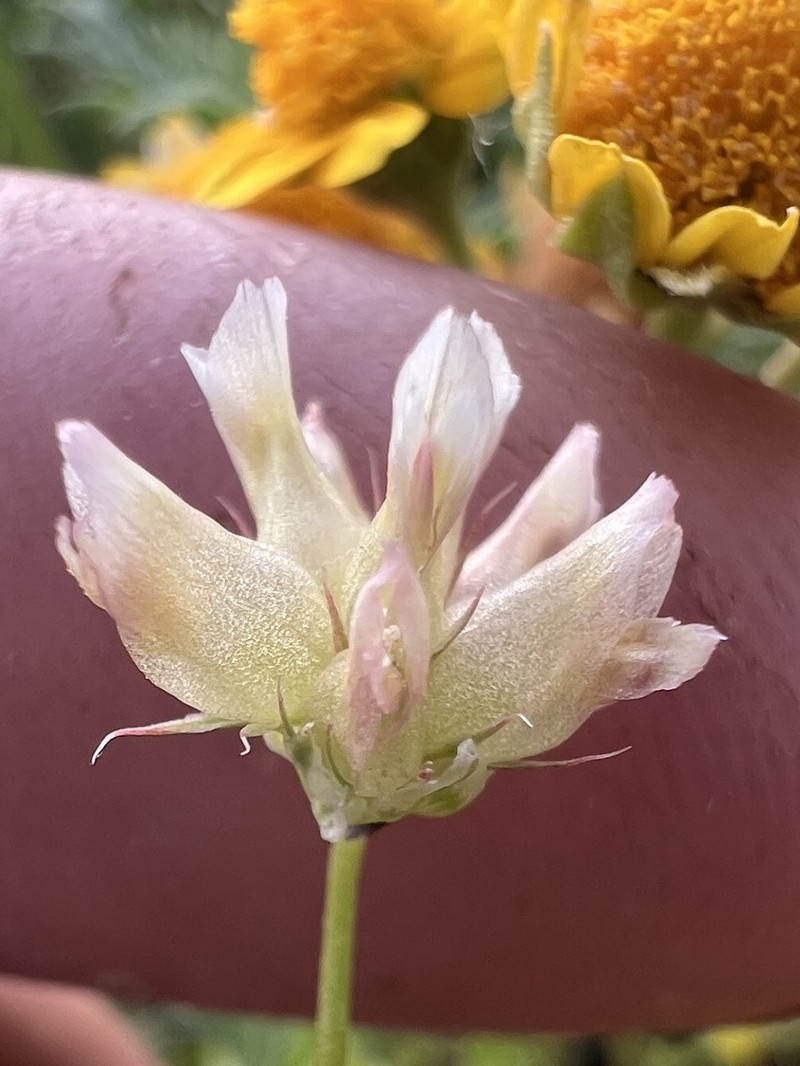 Trifolium depauperatum var. amplectens photo 5