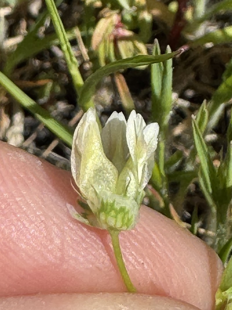 Trifolium depauperatum var. amplectens photo 6