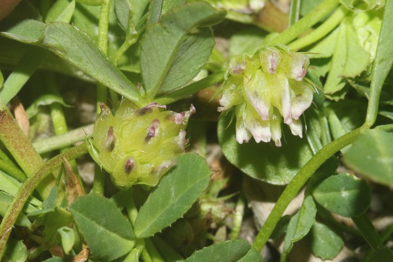 Trifolium depauperatum var. amplectens photo 8