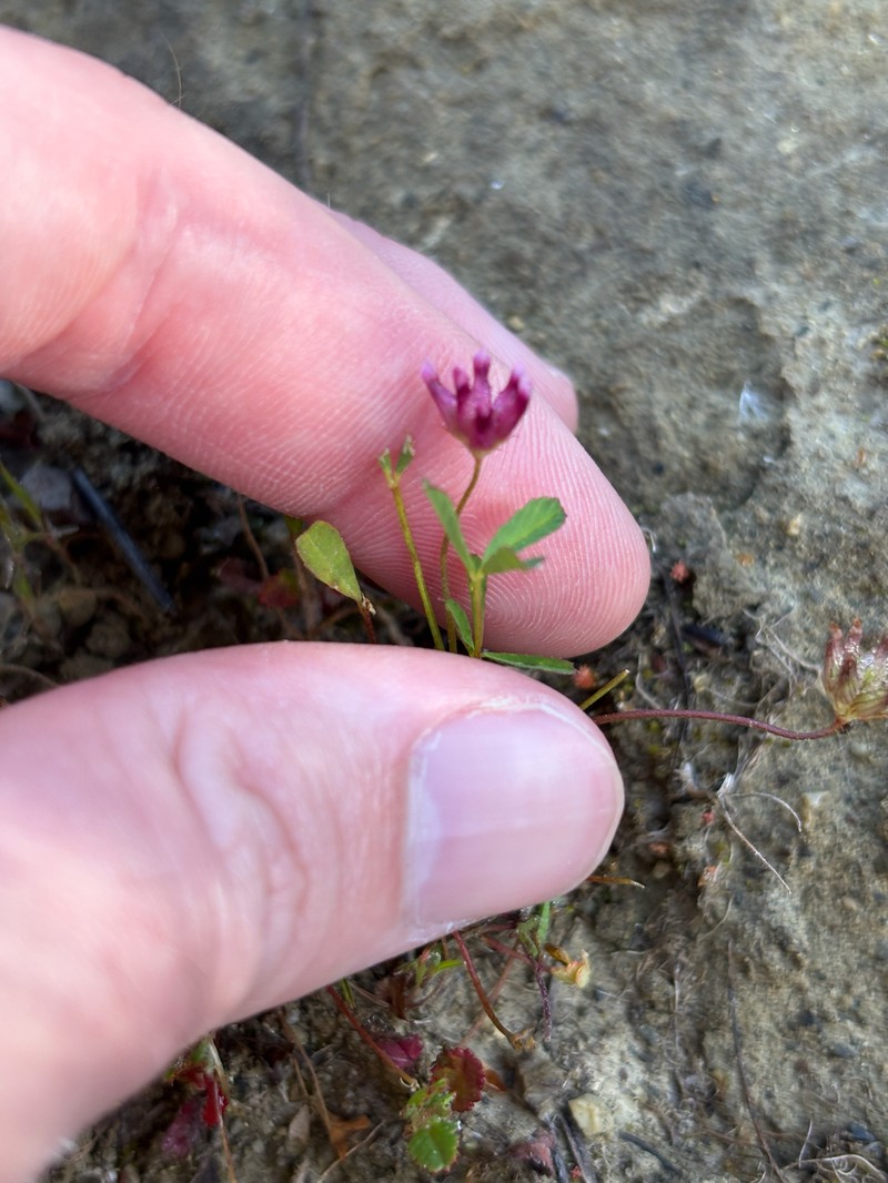 Trifolium depauperatum var. depauperatum