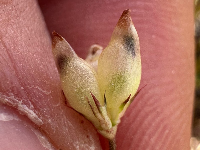 Trifolium depauperatum var. depauperatum photo 2