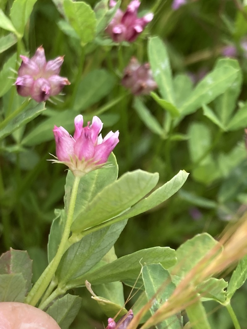 Trifolium depauperatum var. depauperatum photo 3