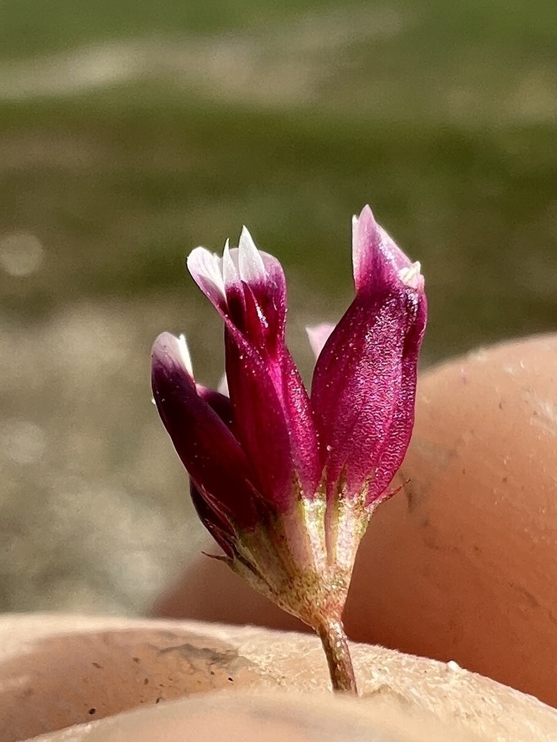 Trifolium depauperatum var. depauperatum photo 4