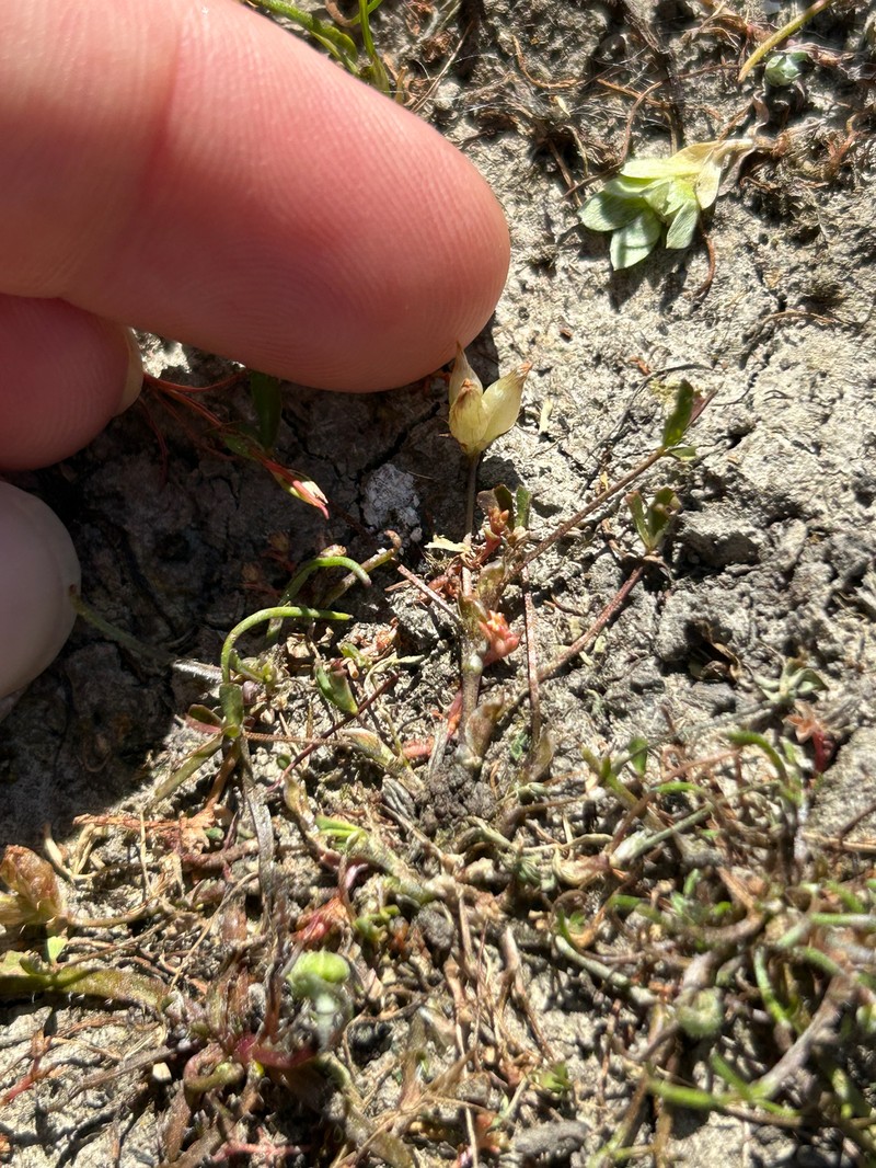 Trifolium depauperatum var. depauperatum photo 5