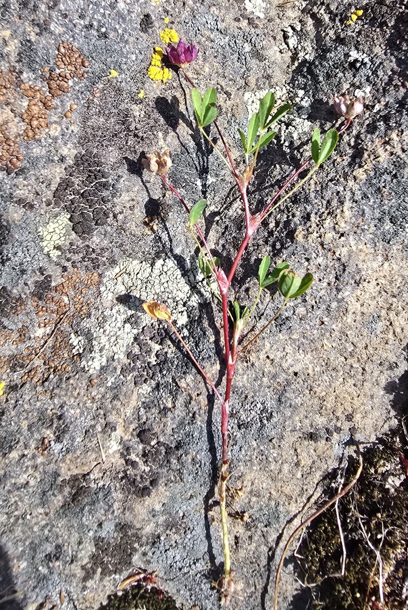Trifolium depauperatum var. depauperatum photo 6