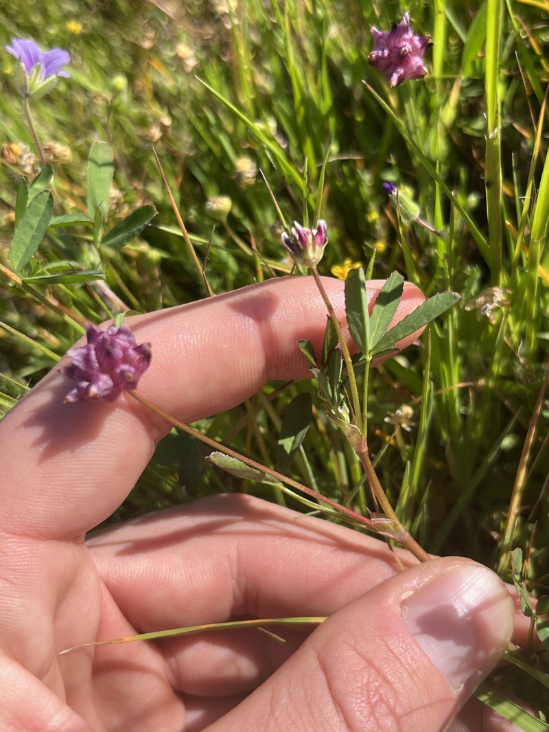 Trifolium depauperatum var. depauperatum photo 7