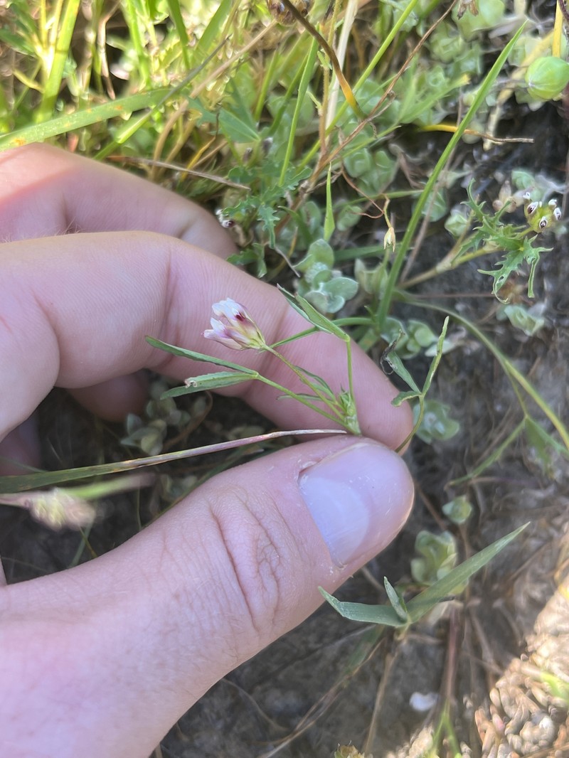 Trifolium depauperatum var. depauperatum photo 8
