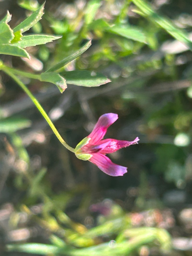 Trifolium depauperatum var. truncatum
