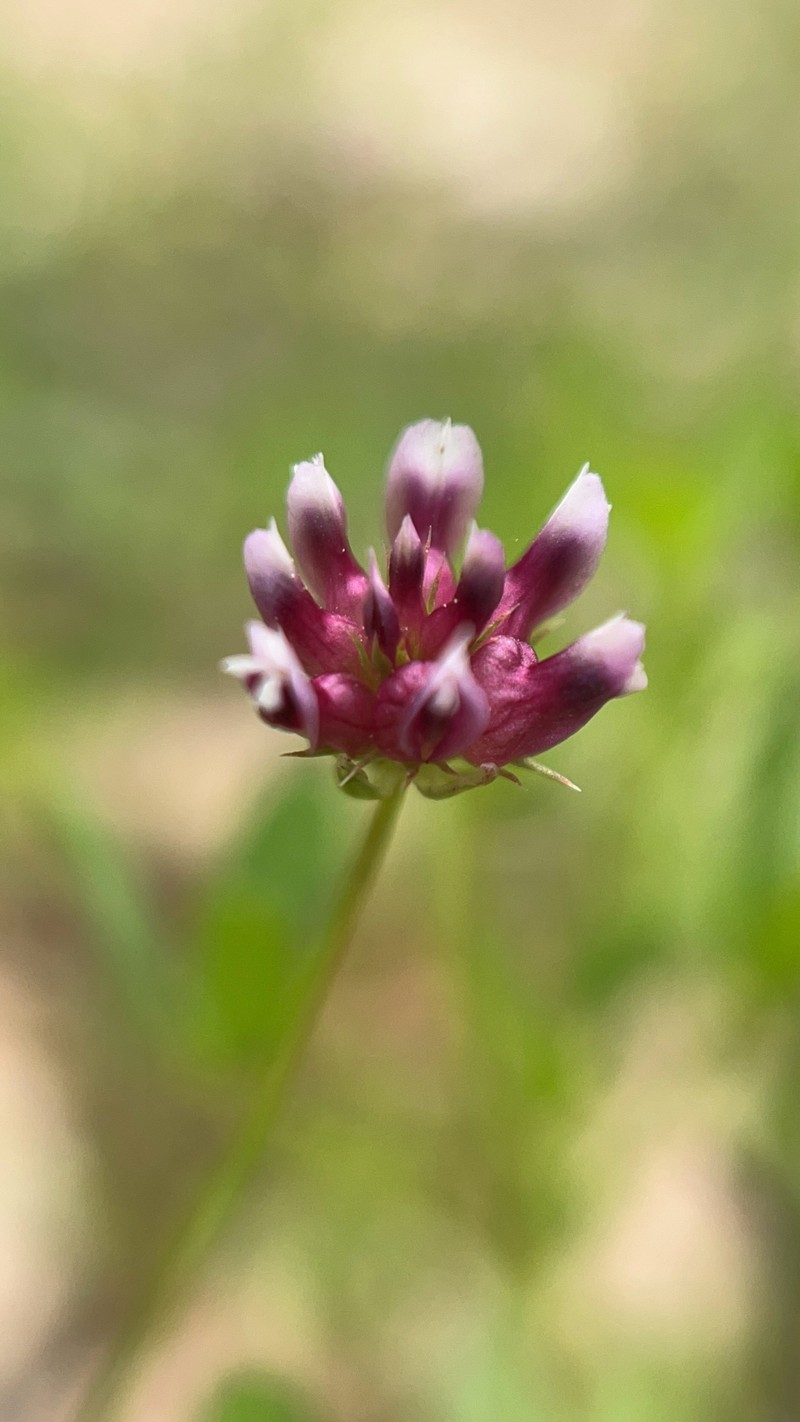 Trifolium depauperatum var. truncatum photo 2
