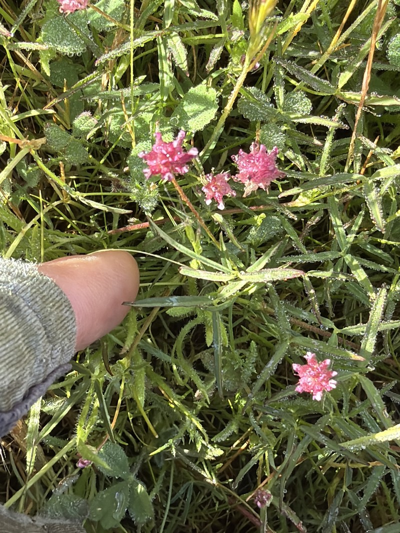 Trifolium depauperatum var. truncatum photo 3