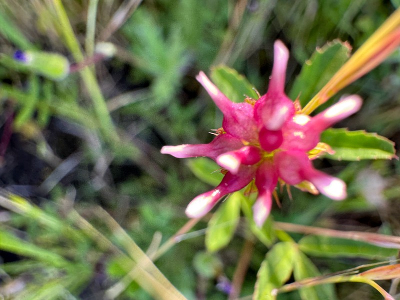 Trifolium depauperatum var. truncatum photo 4