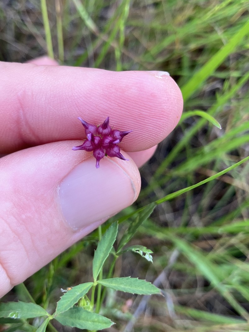 Trifolium depauperatum var. truncatum photo 5