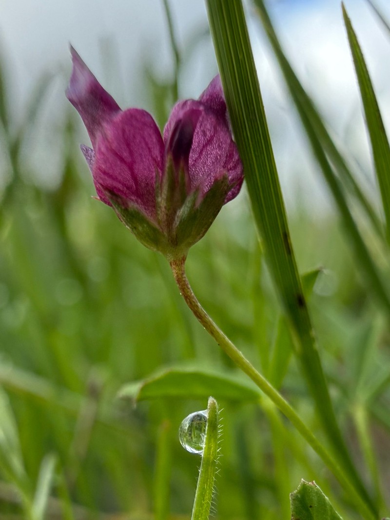 Trifolium depauperatum var. truncatum photo 6