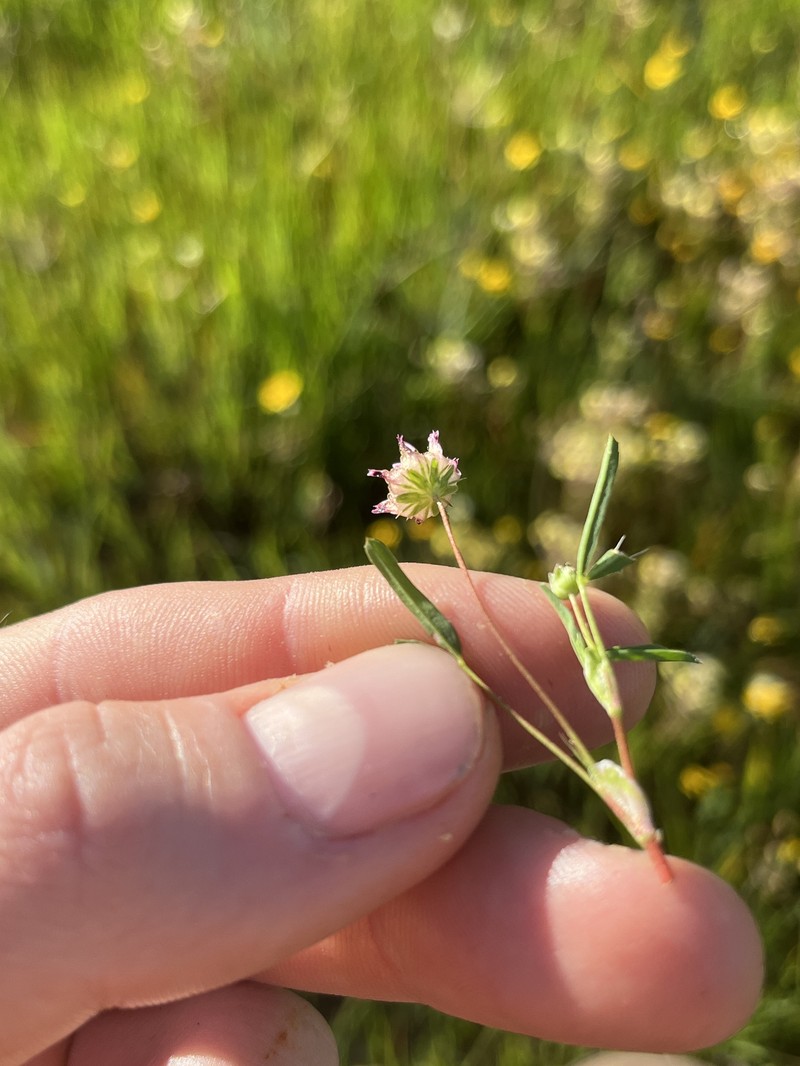 Trifolium depauperatum var. truncatum photo 8