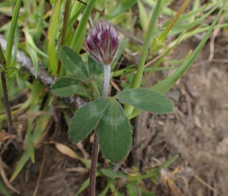 Branched Indian Clover