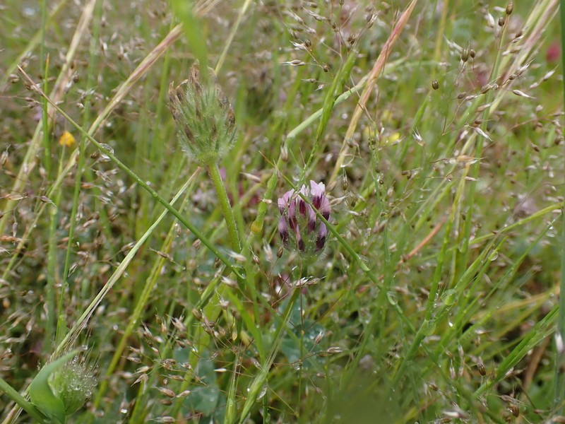 Branched Indian Clover photo 2