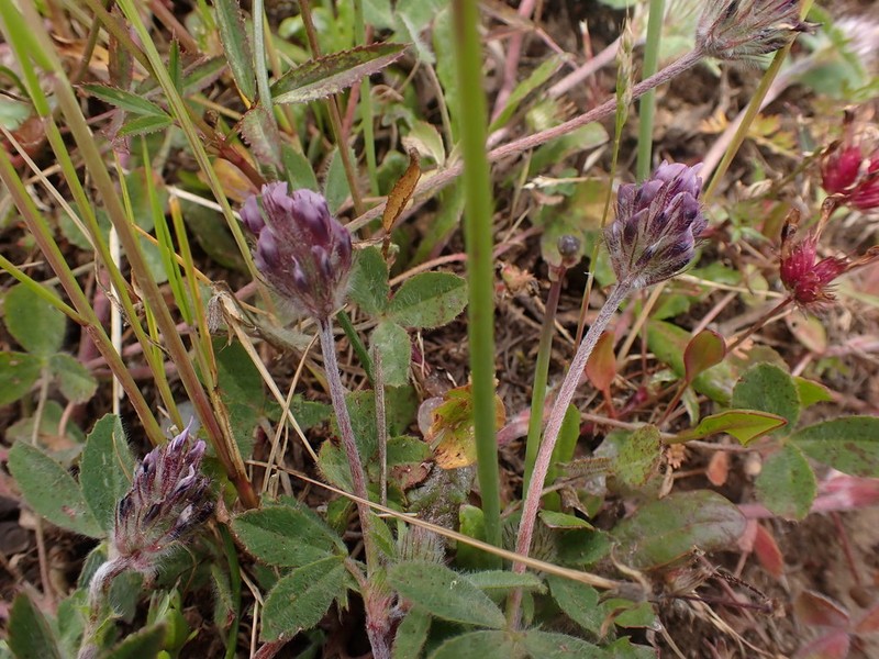 Branched Indian Clover photo 3