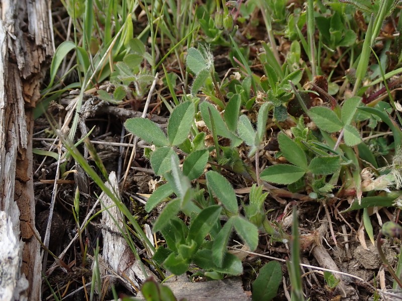 Branched Indian Clover photo 4