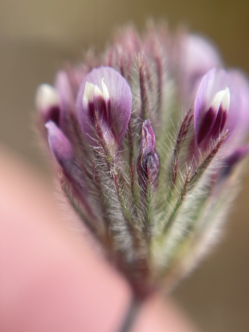Branched Indian Clover photo 5