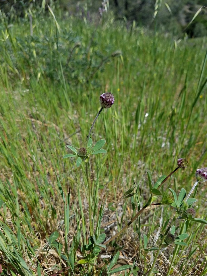 Branched Indian Clover photo 6