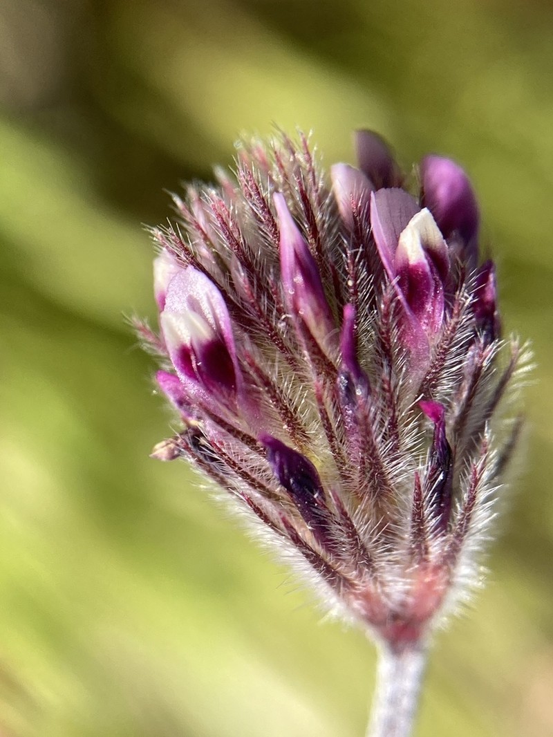 Branched Indian Clover photo 7