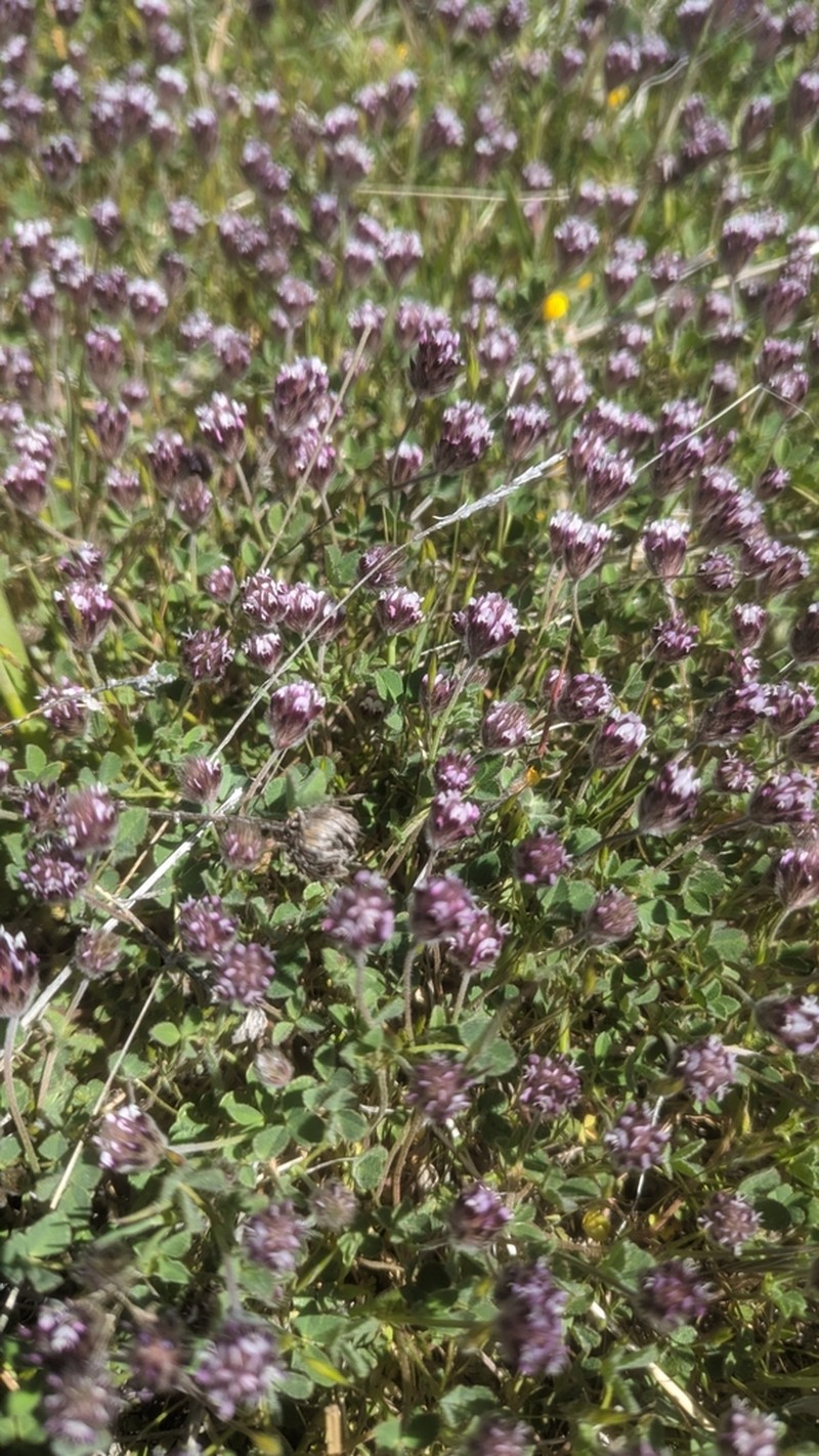 Branched Indian Clover photo 8