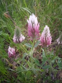 Trifolium dichroanthum