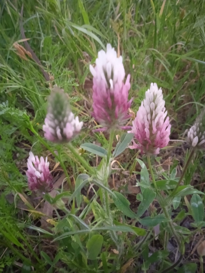 Trifolium dichroanthum