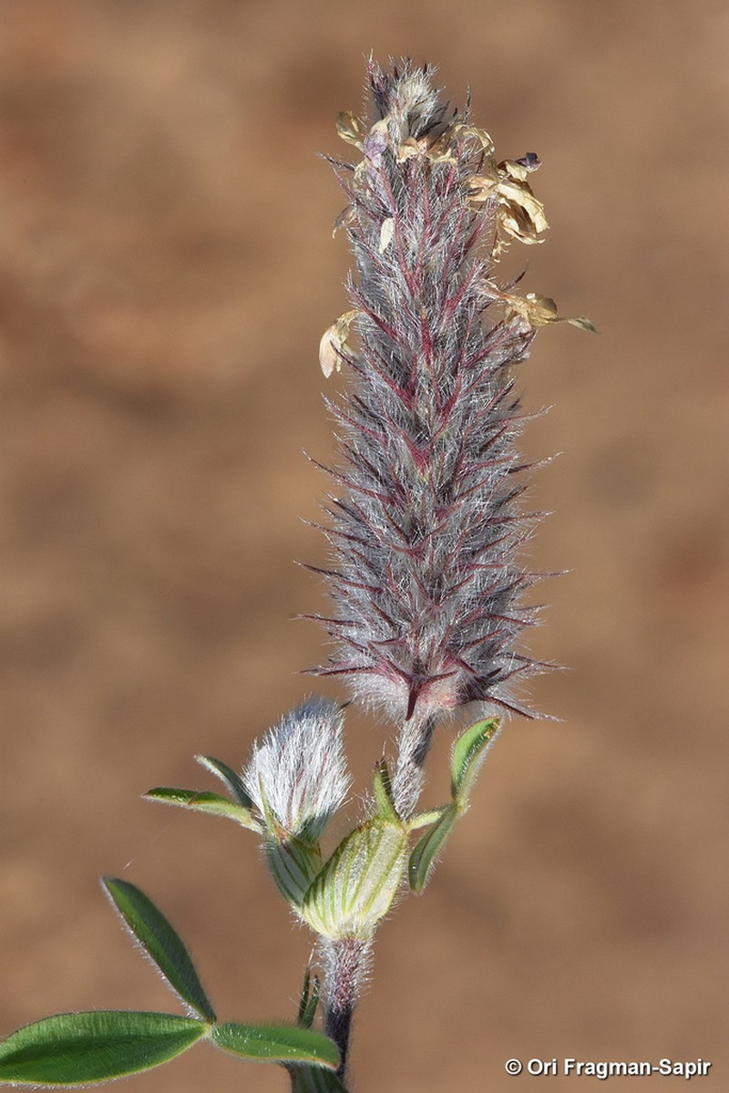 Trifolium dichroanthum photo 2