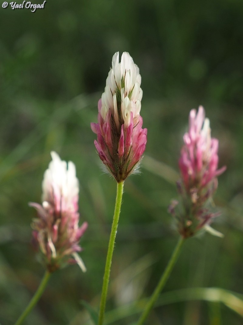 Trifolium dichroanthum photo 3