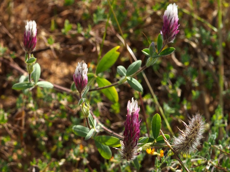 Trifolium dichroanthum photo 4