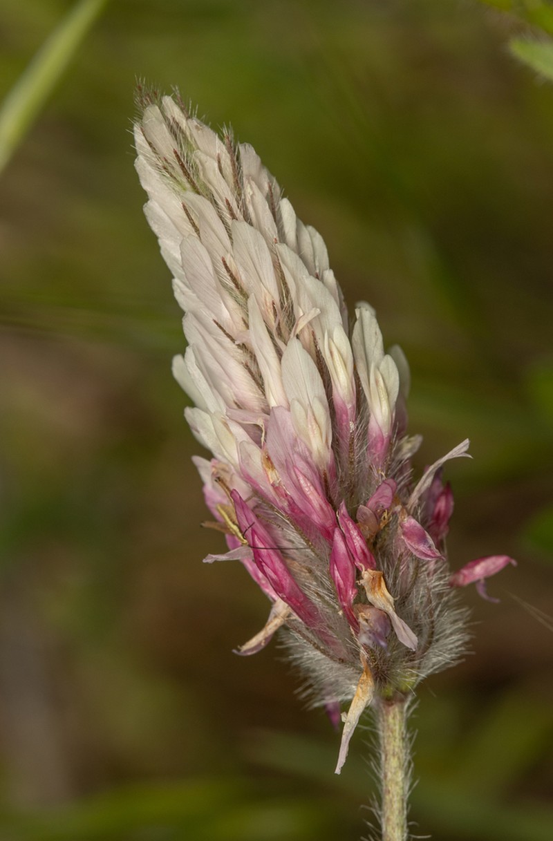 Trifolium dichroanthum photo 5