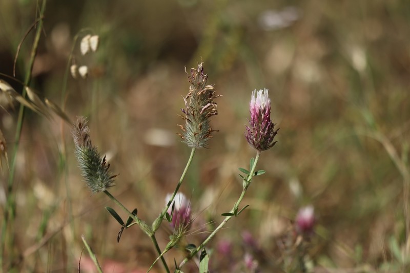 Trifolium dichroanthum photo 6