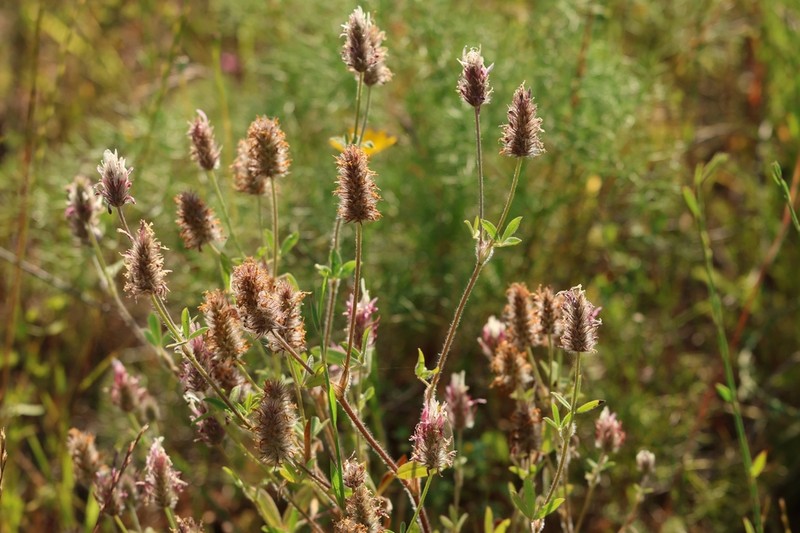 Trifolium dichroanthum photo 7