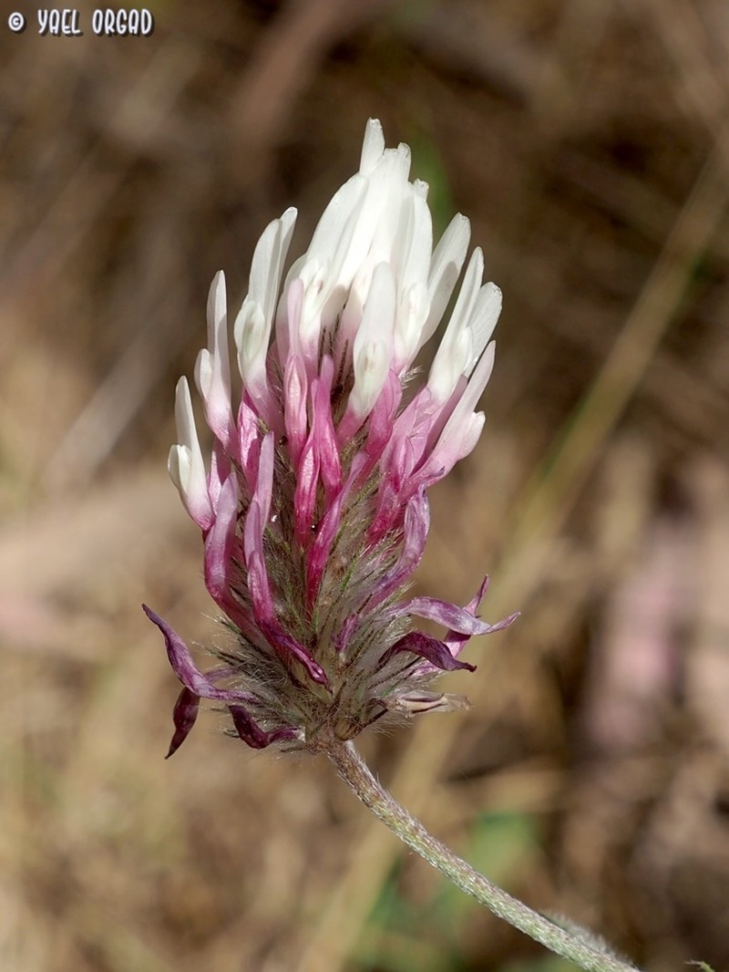 Trifolium dichroanthum photo 8
